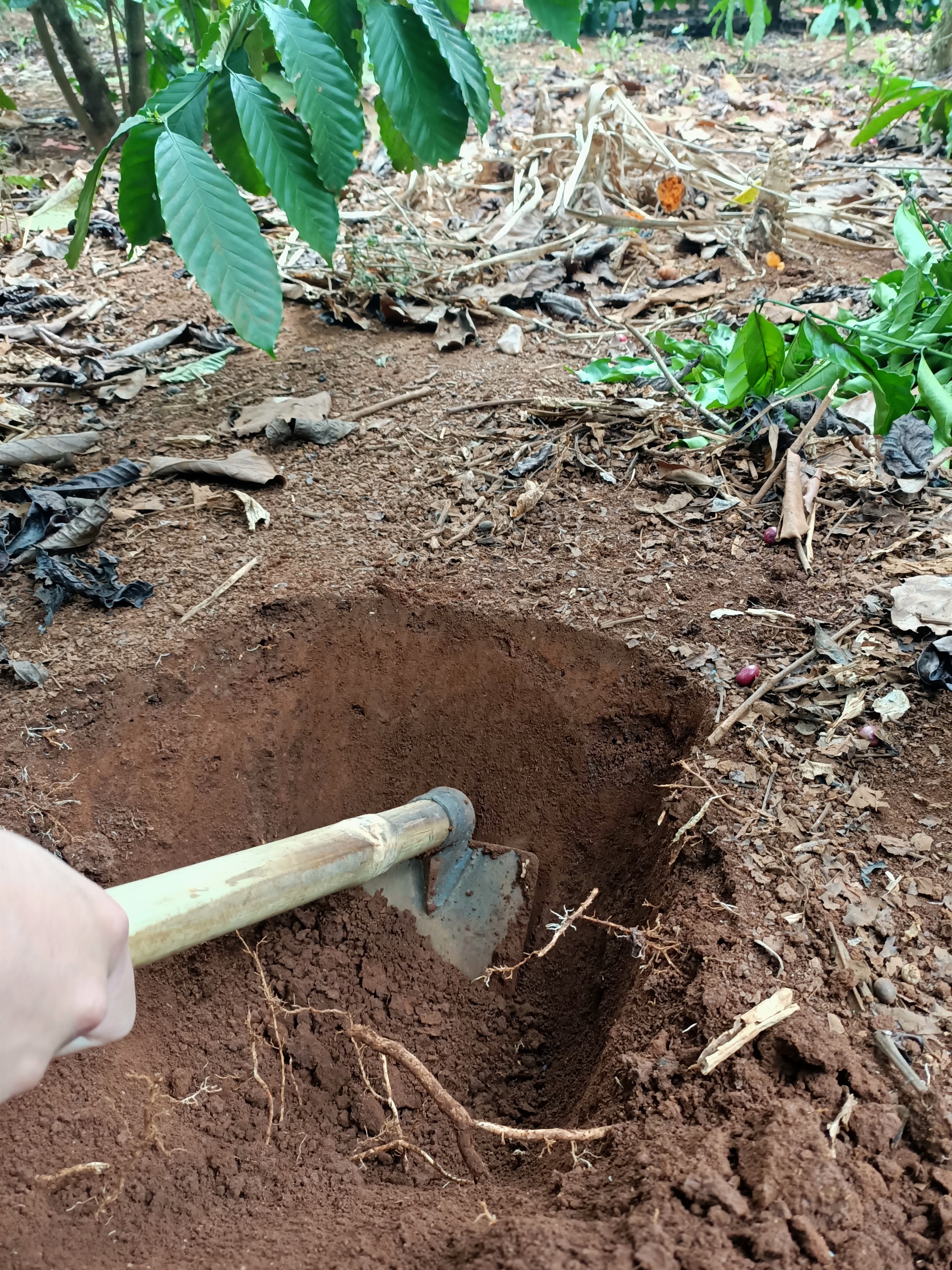 Hinh 2. Lấy mẫu đất trong vườn cà phê vùng Compact Krông Năng